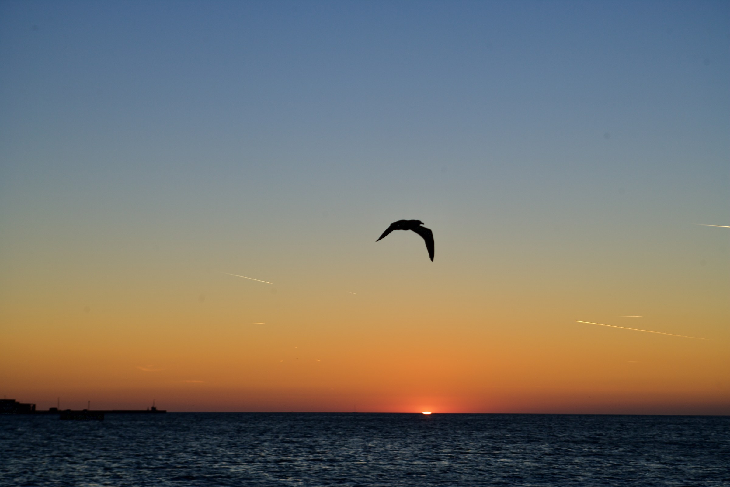 The Seagull and the Sea