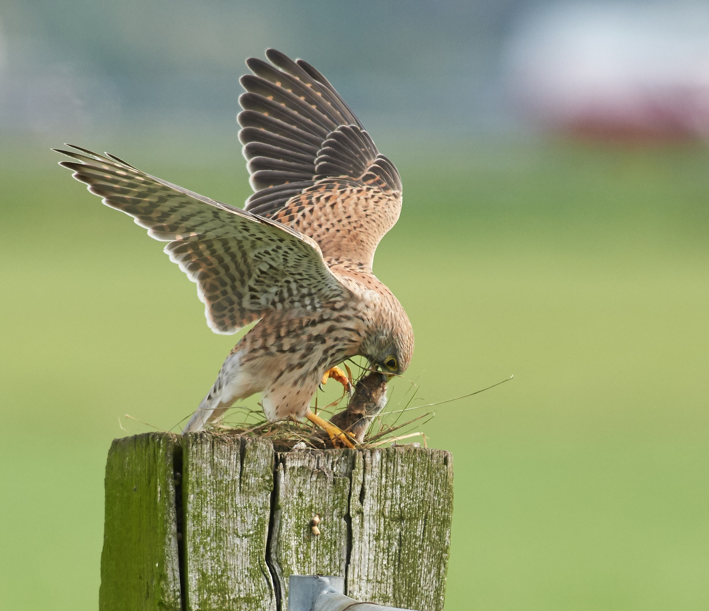 Gheppio europeo uccide preda