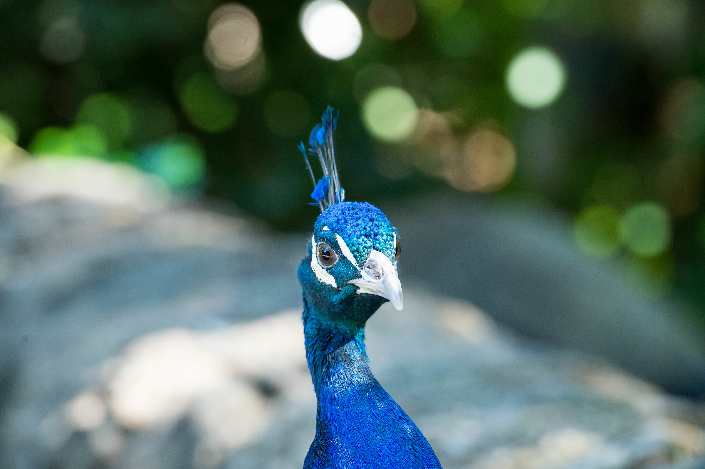 Peacock