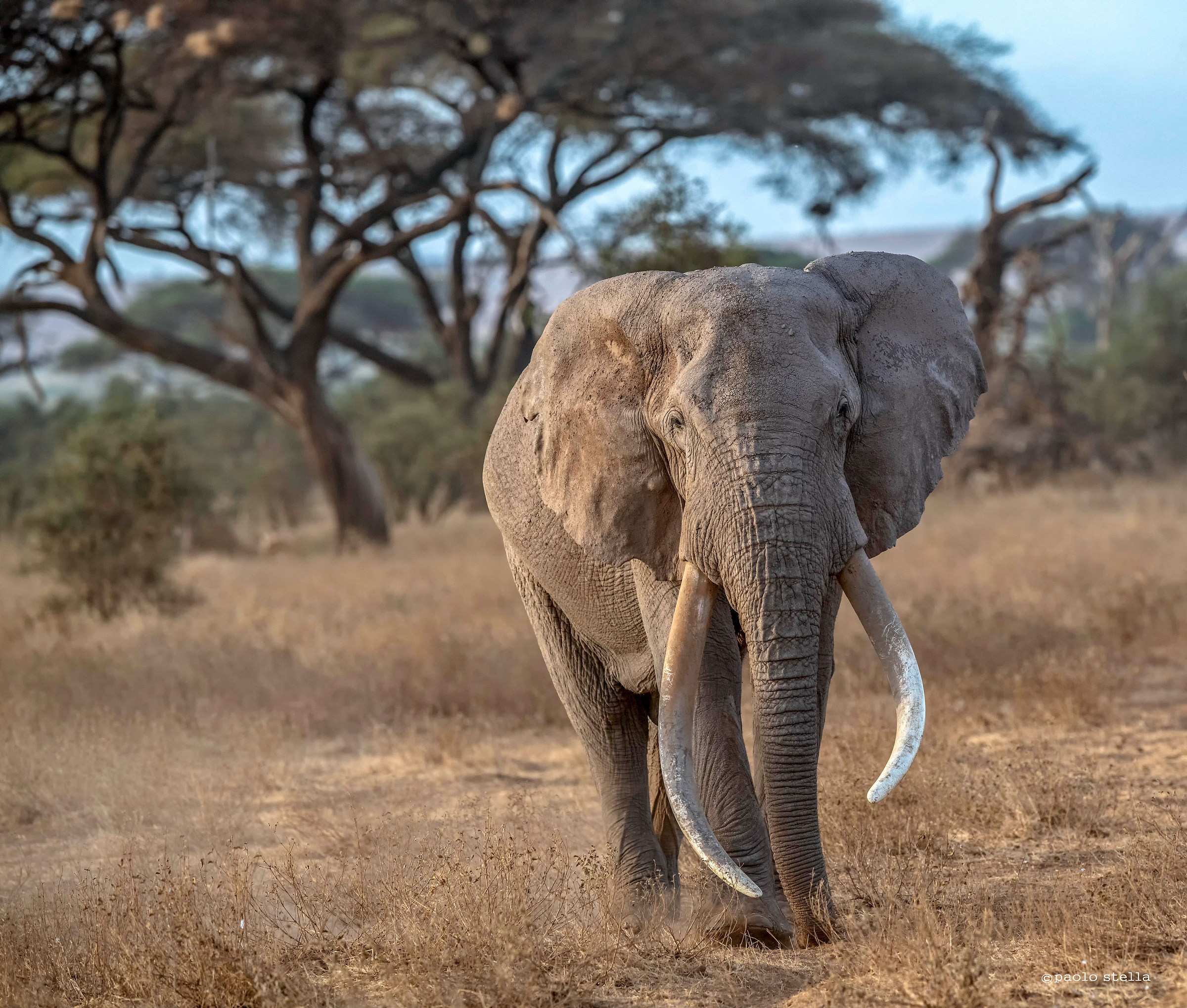 "Craig" the Big Tusker