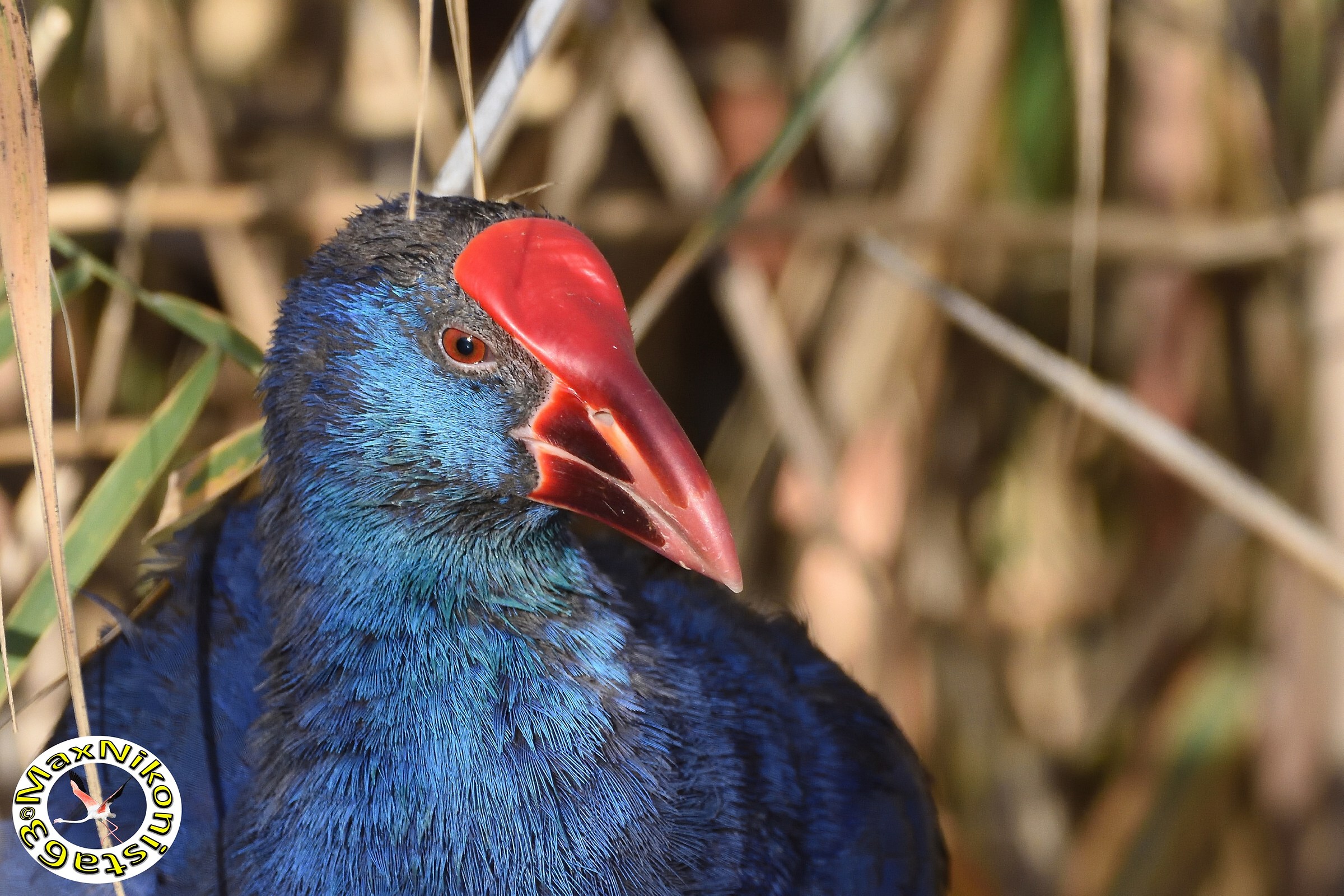 Sultan's Chicken (close Up)