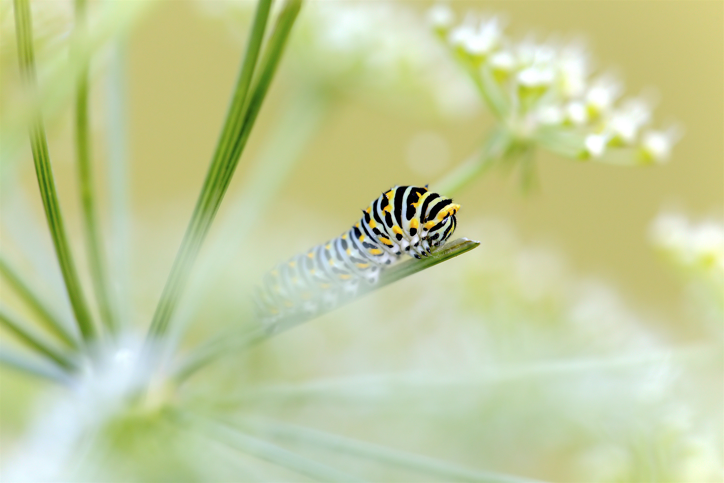 Prime nebbie autunnali.