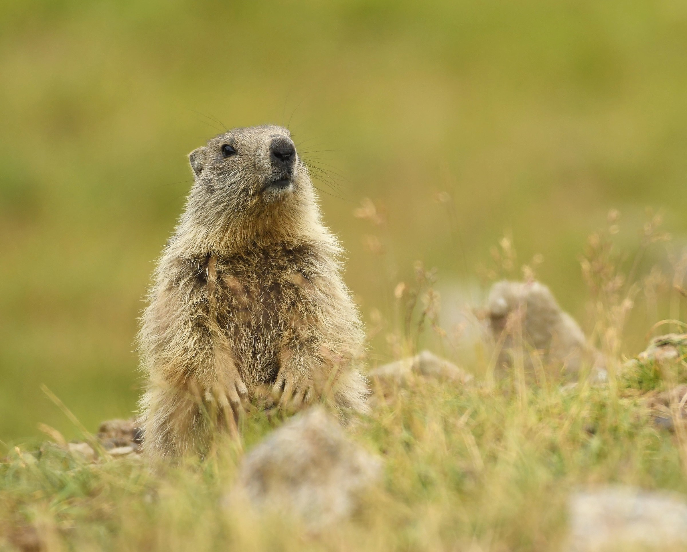 Giovane Marmotta Alpina
