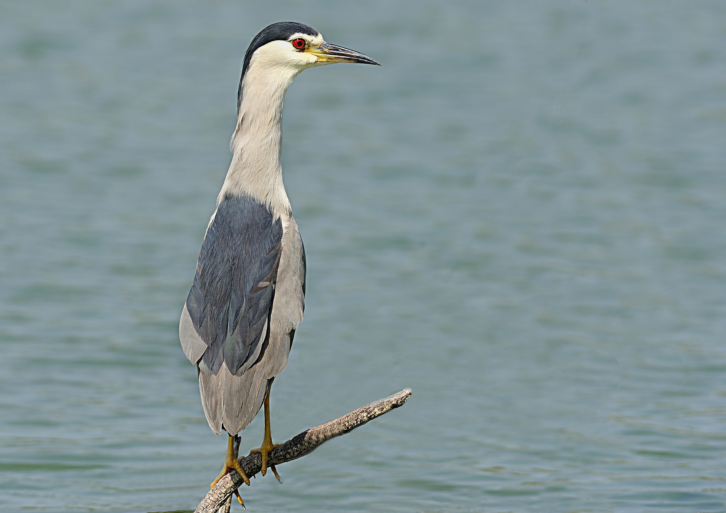 Night Heron