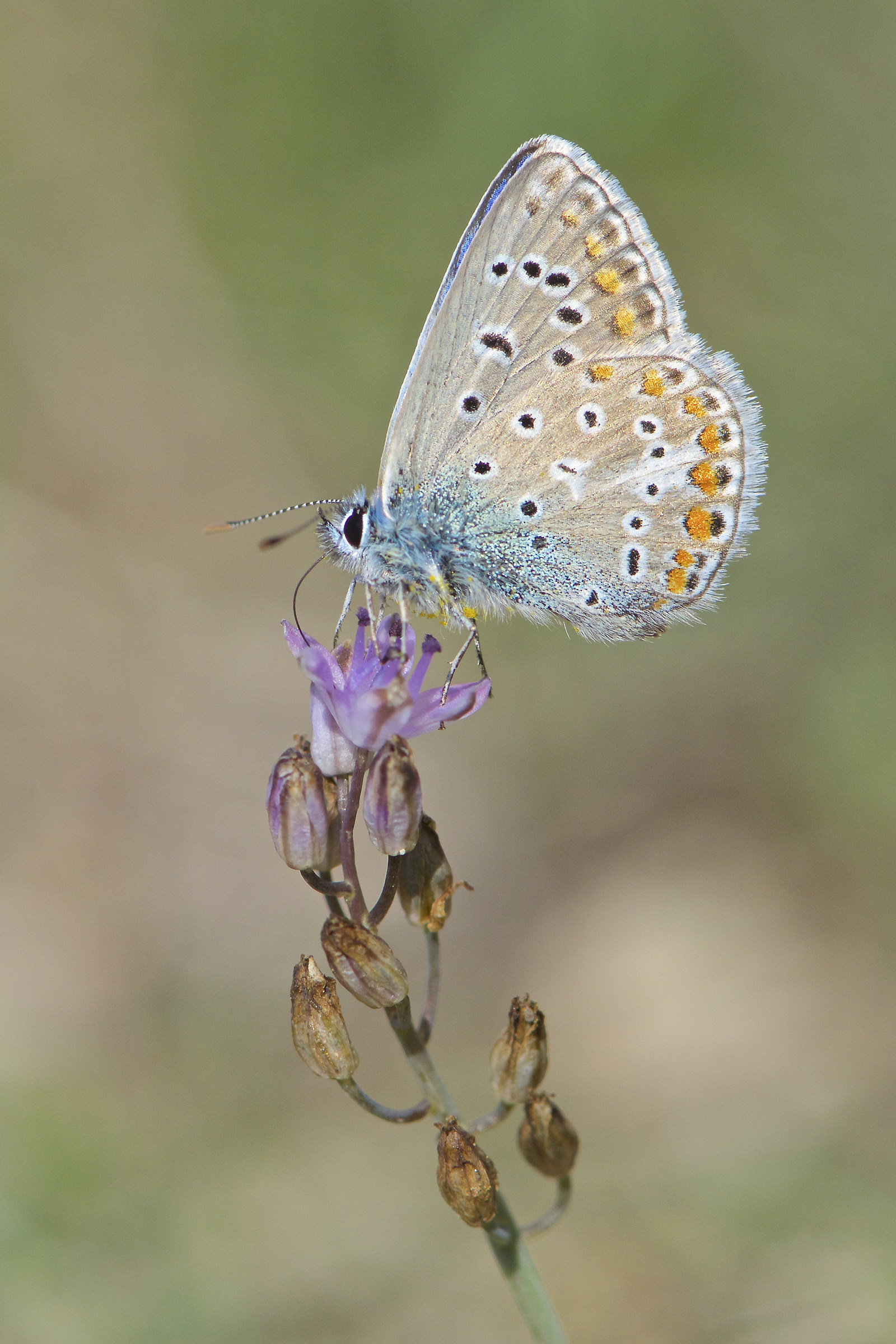 Polyommatus icarus