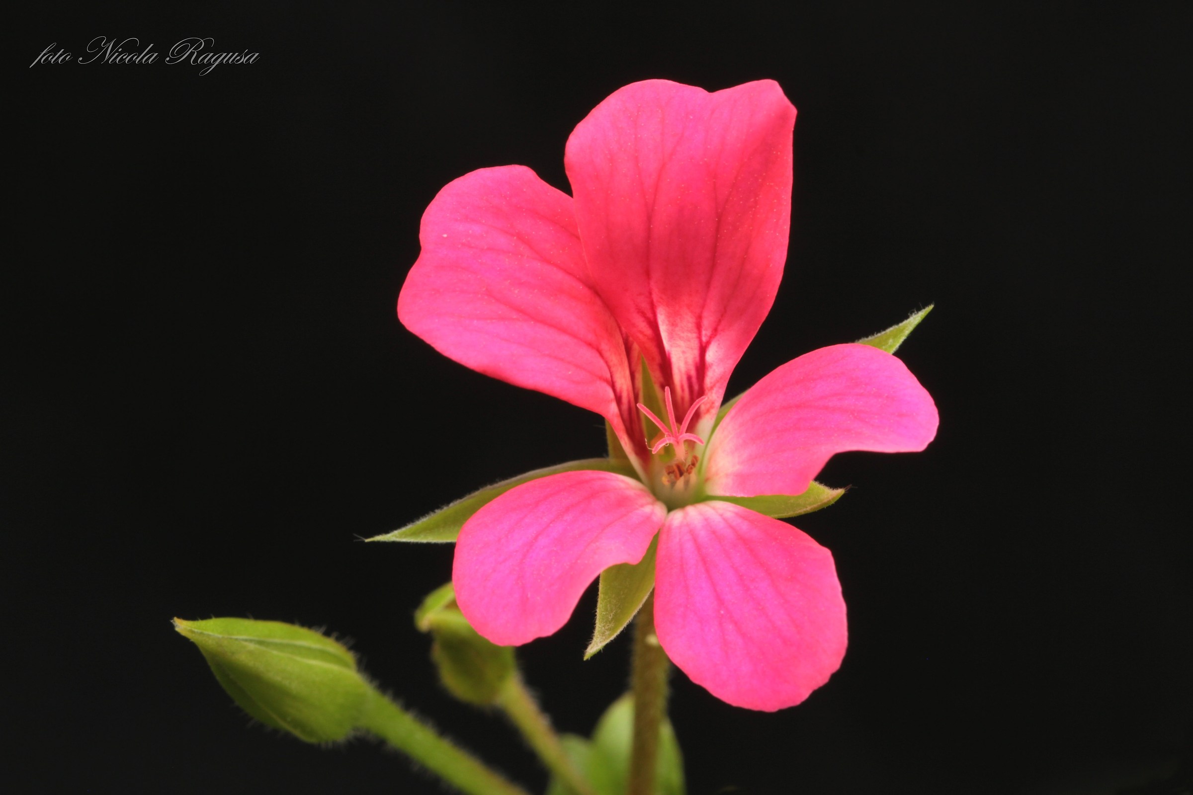 Paris Geranium