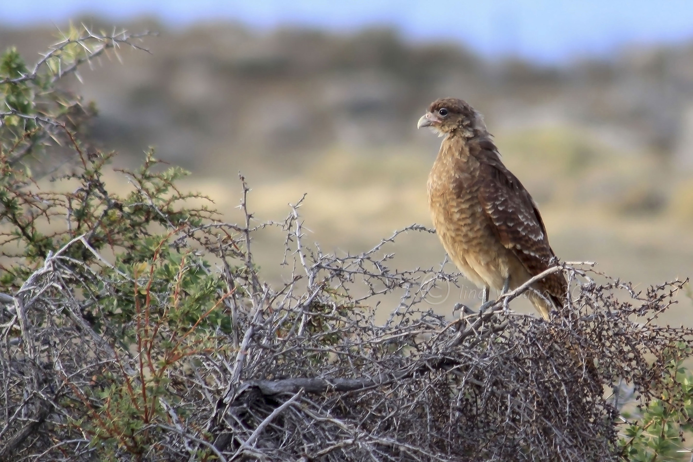 Chimango Caracara - Patagonia Argentina