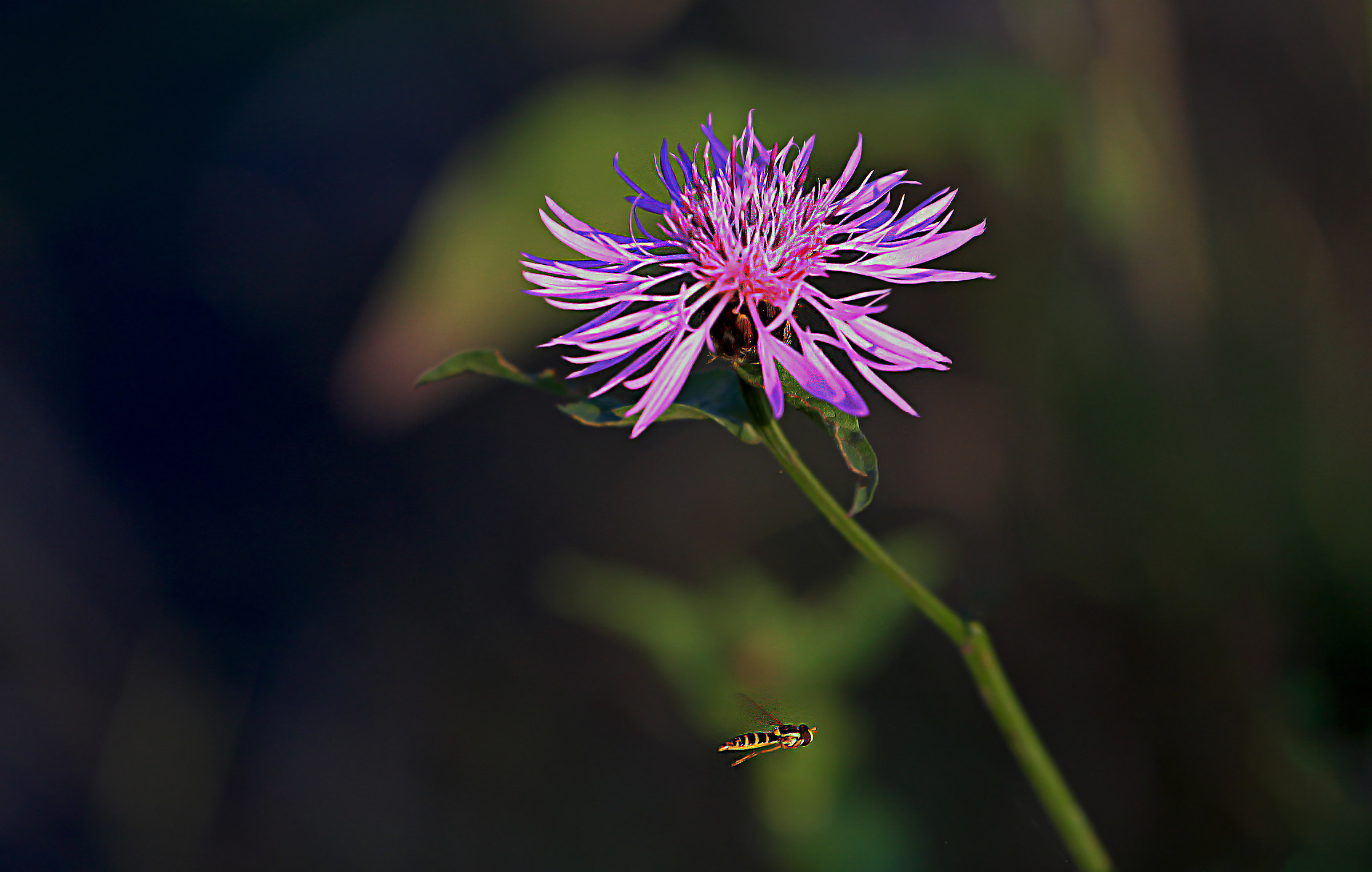 Flower with Insect