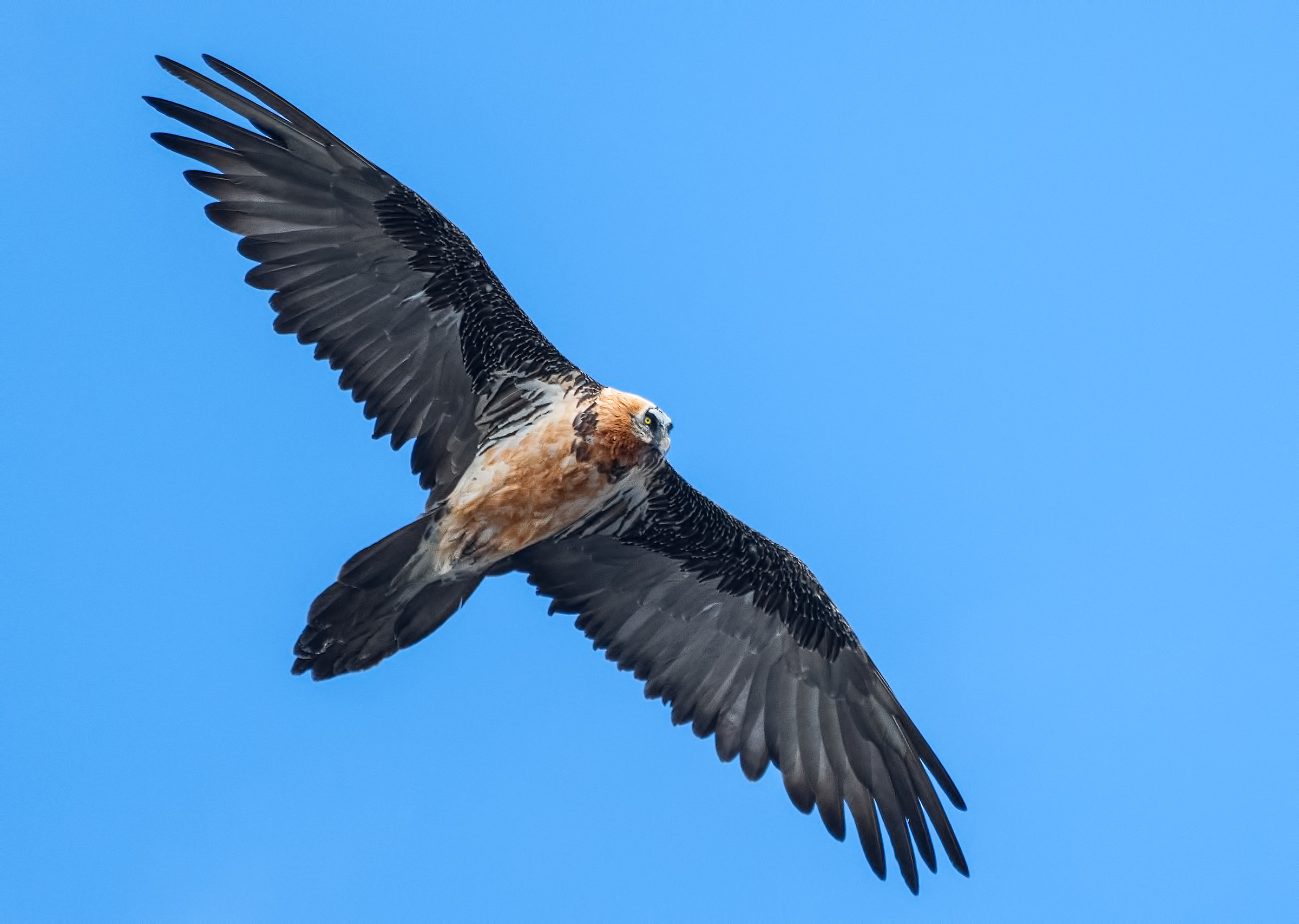 Bearded Vulture