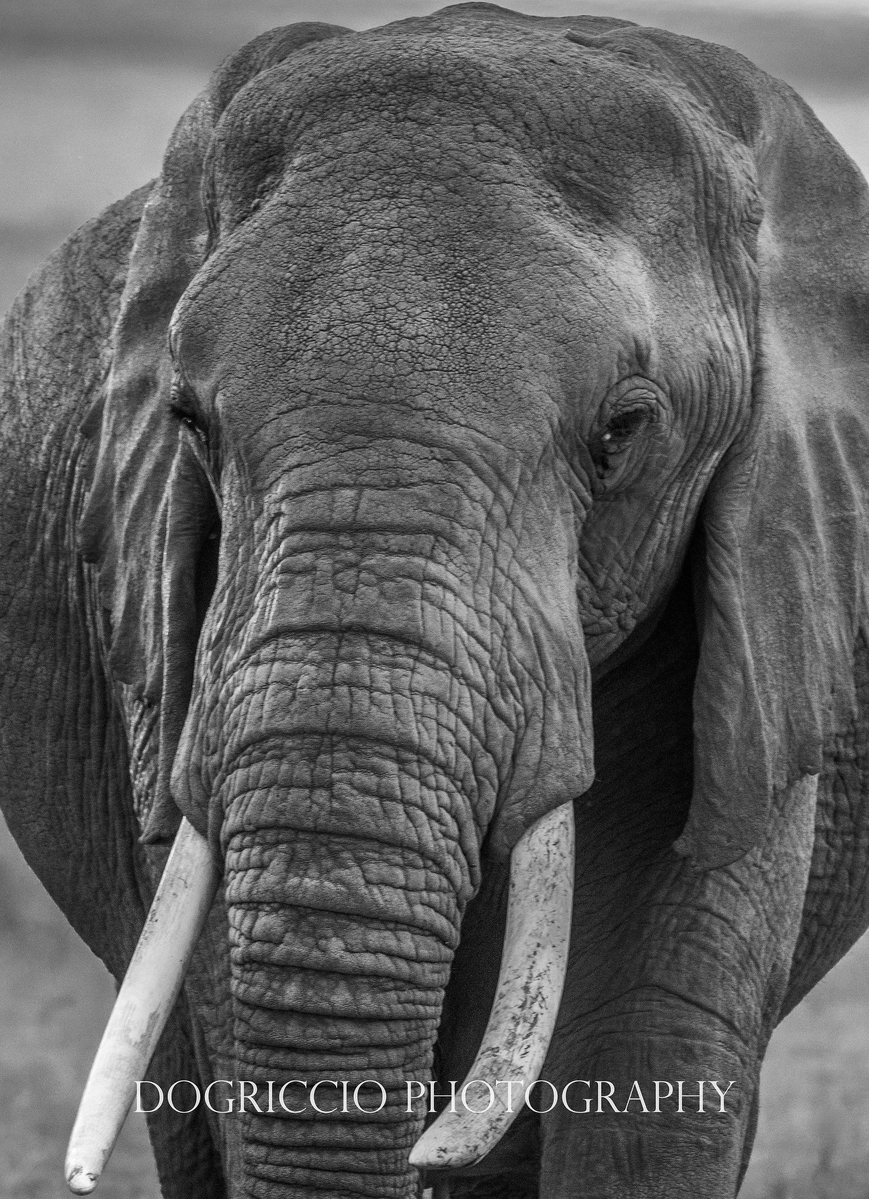 Elephant portrait
