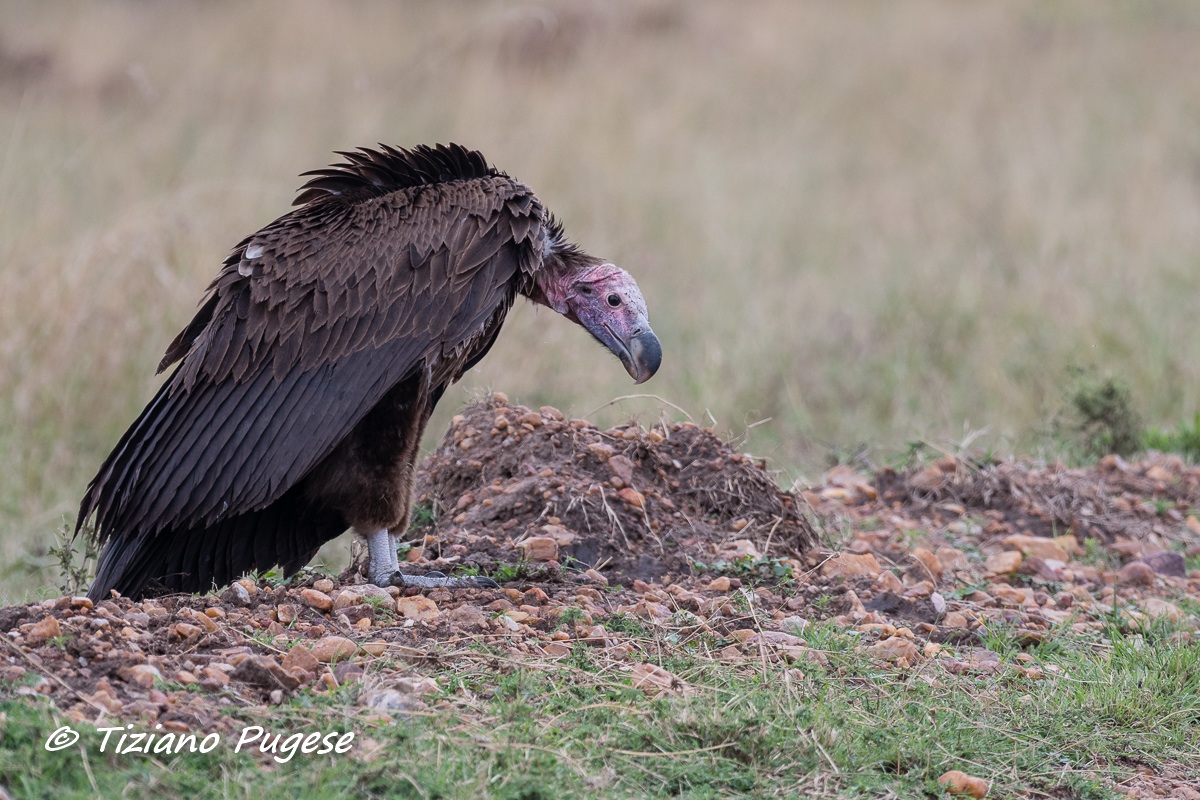 Avvoltoio Orecchiuto