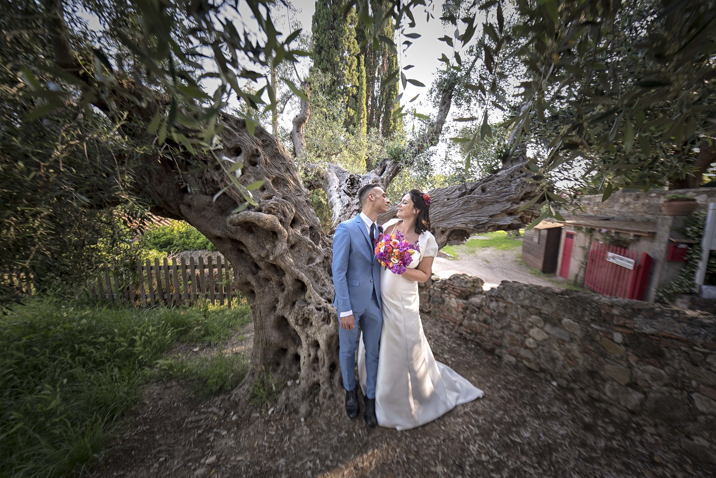 Ancient Olive trees, Newlyweds