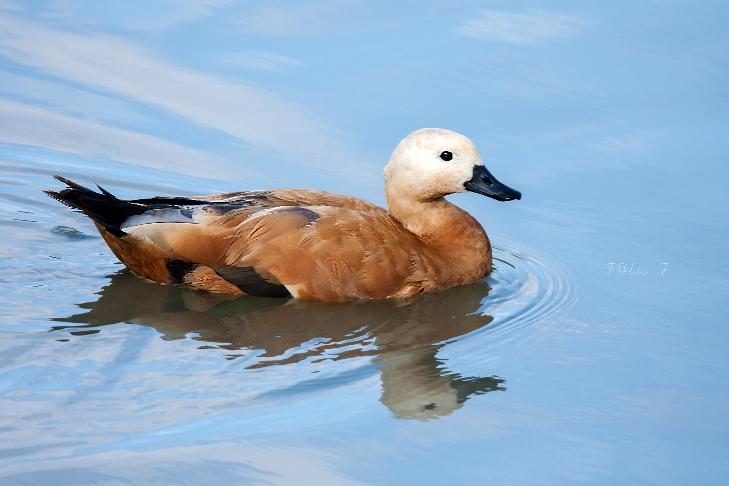 Casarca Delta del Po Veneto
