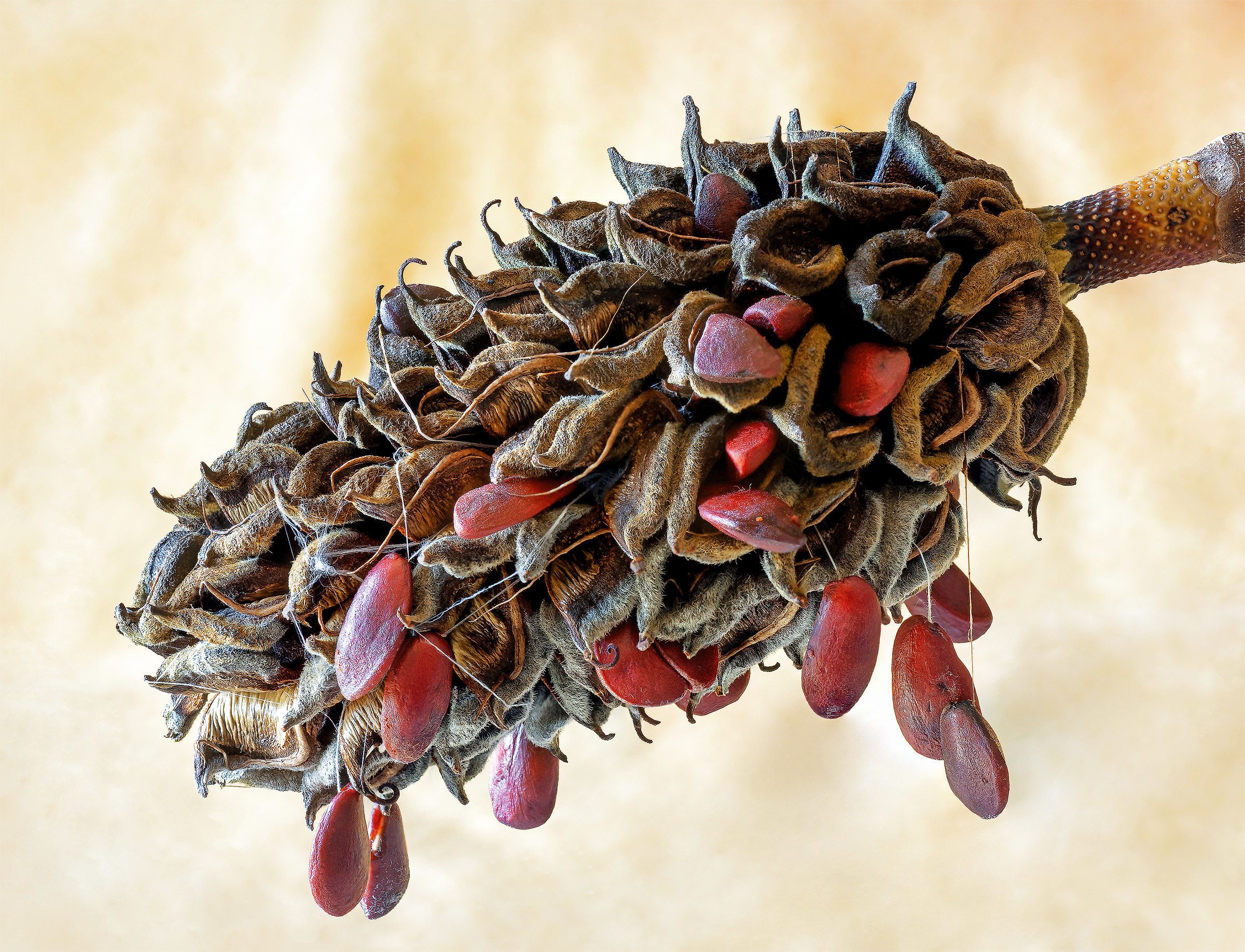 Magnolia grandiflora Seeds