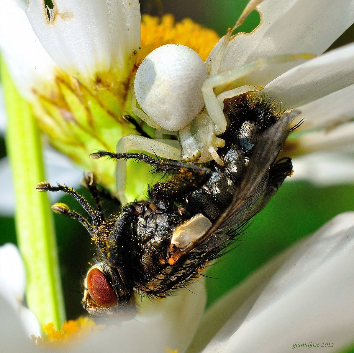 misumena (ragno-granchio dei fiori)