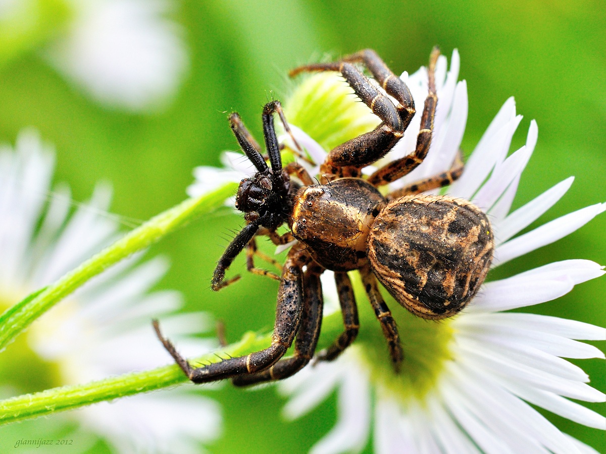 xysticus che ha predato un synema