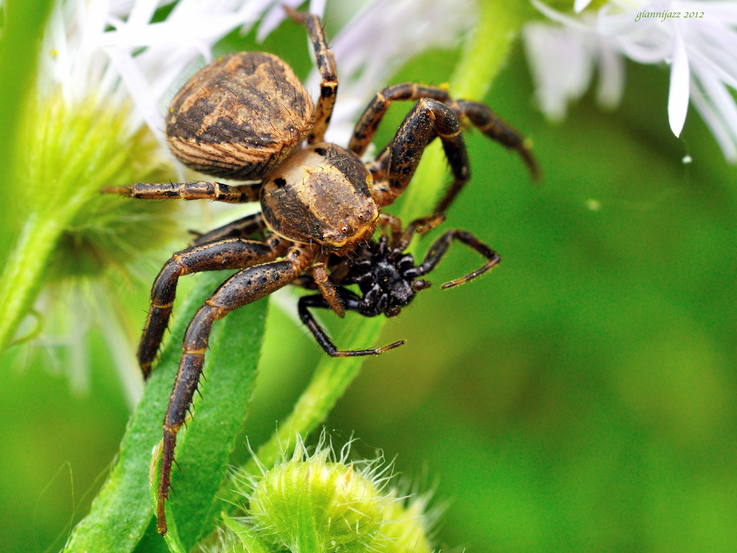 xysticus che ha predato un synema