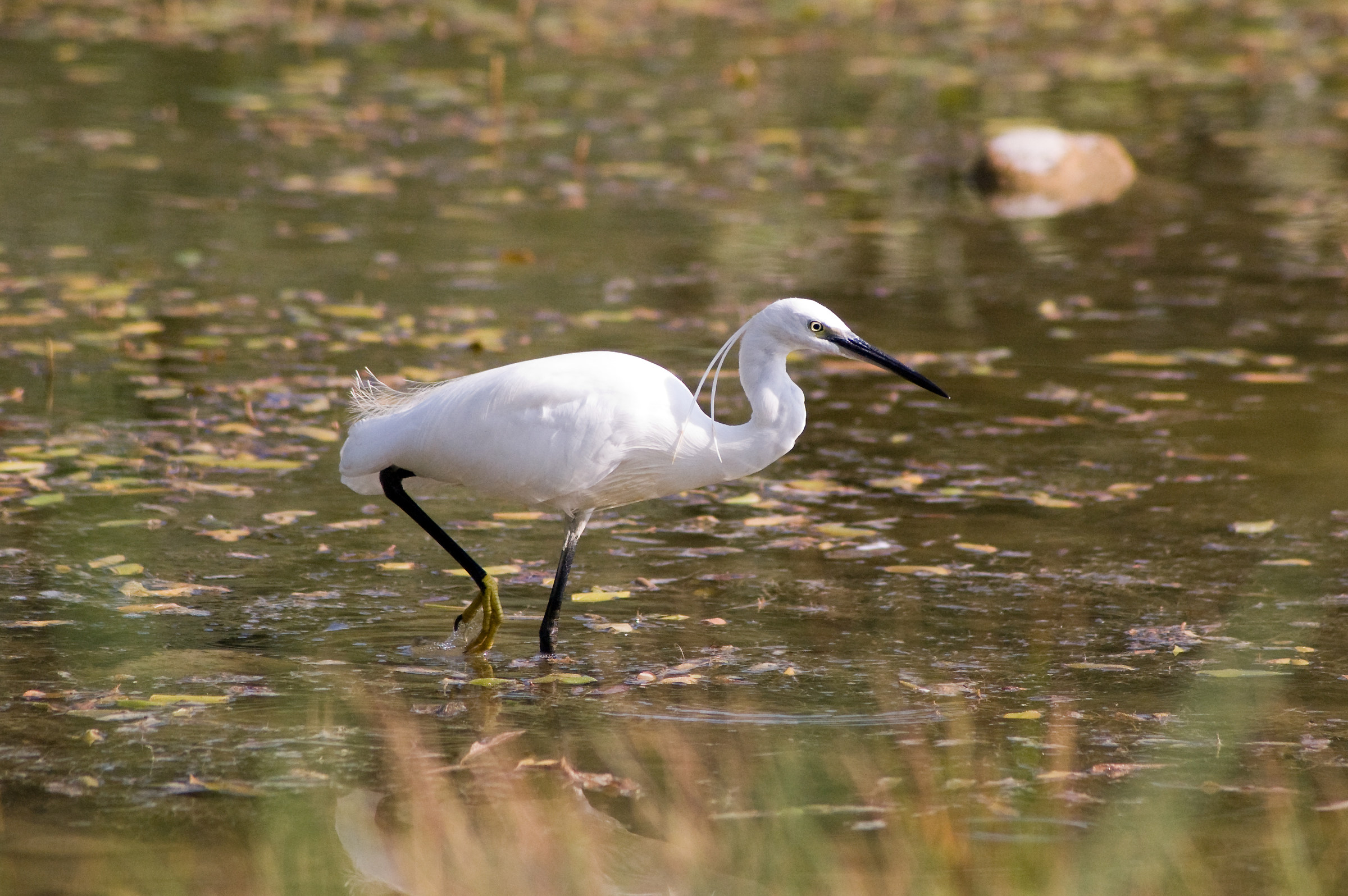 Egret