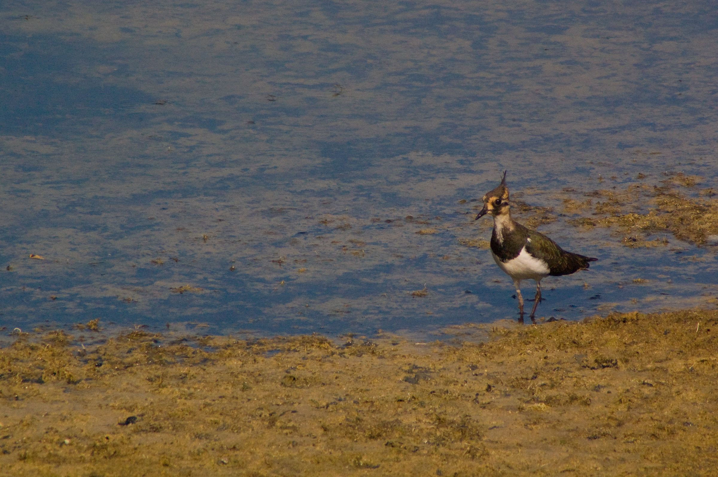 Lapwing