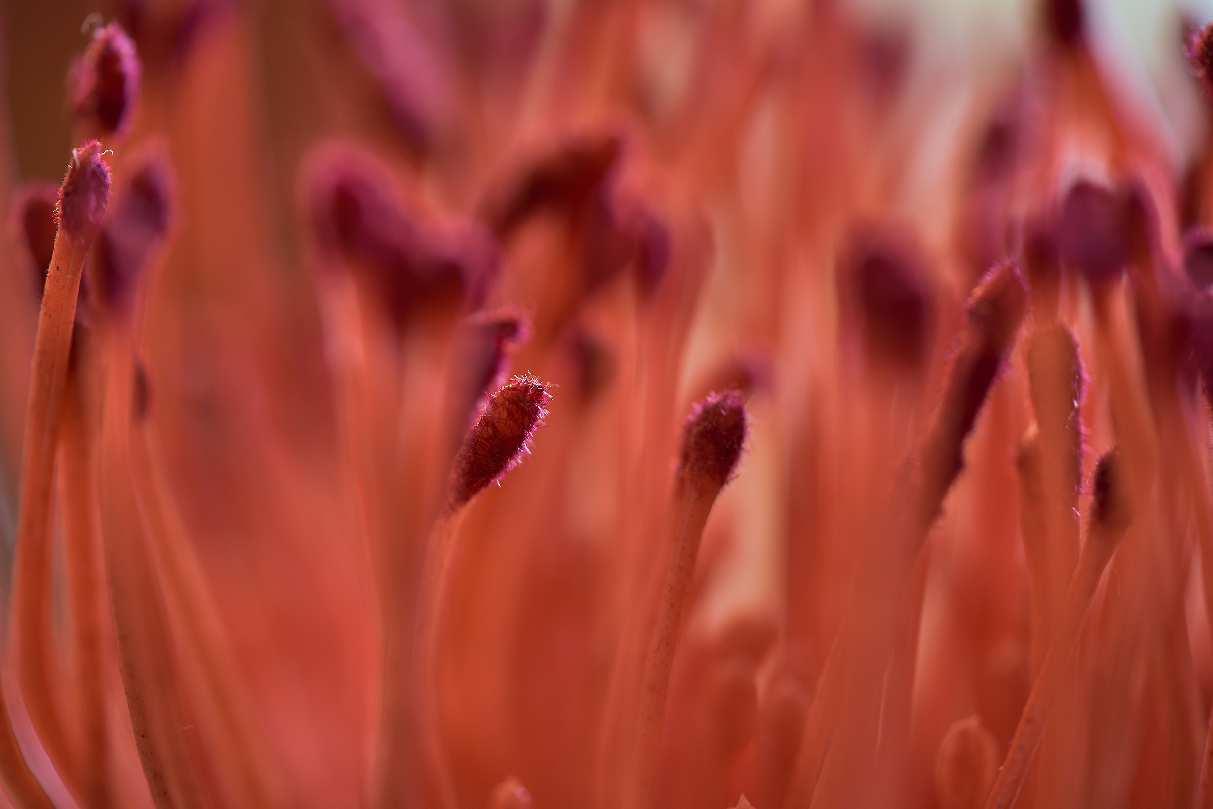 Giocando con il macro