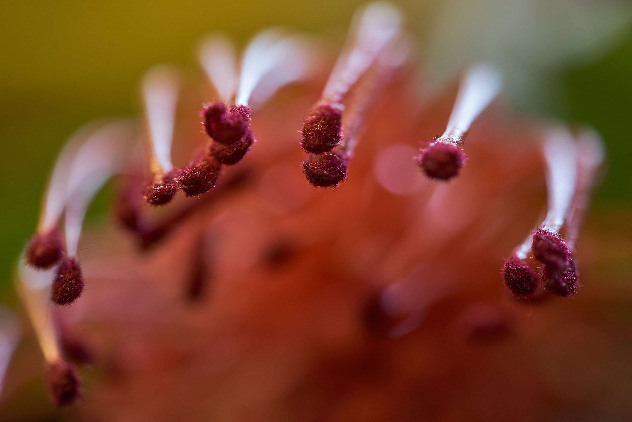 Giocando con il macro