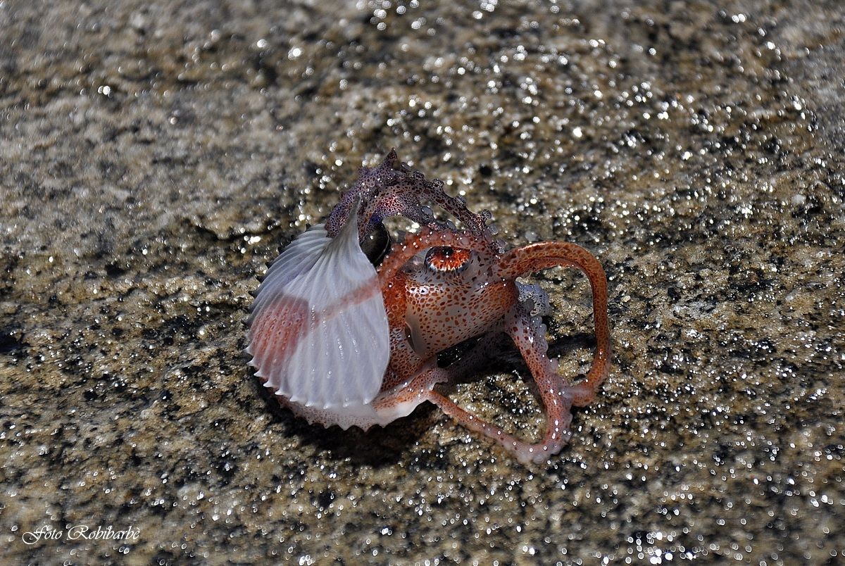 Argonauta Argo mediterranea
