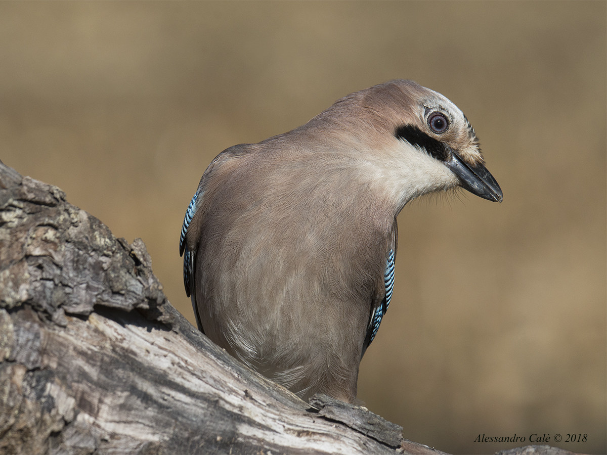 Garrulus Glandarius (jay) 2326