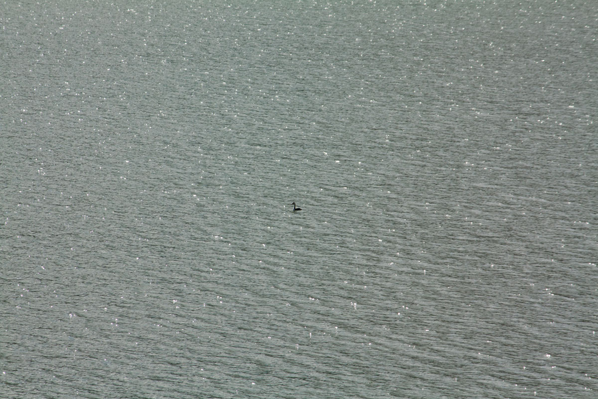 lago Poma . . folaga oppure ..