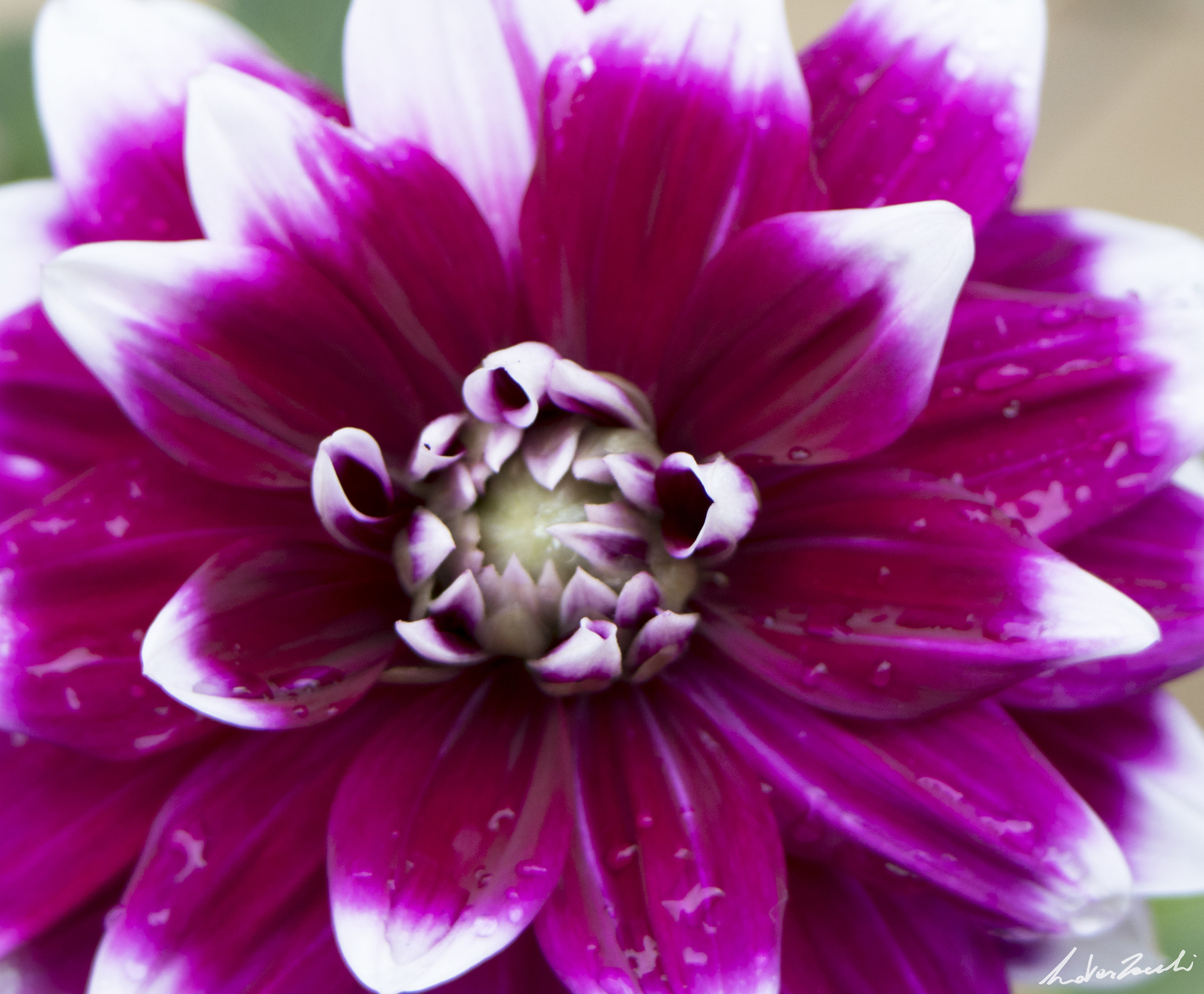 Un fiore catturato nella splendida val di NoN