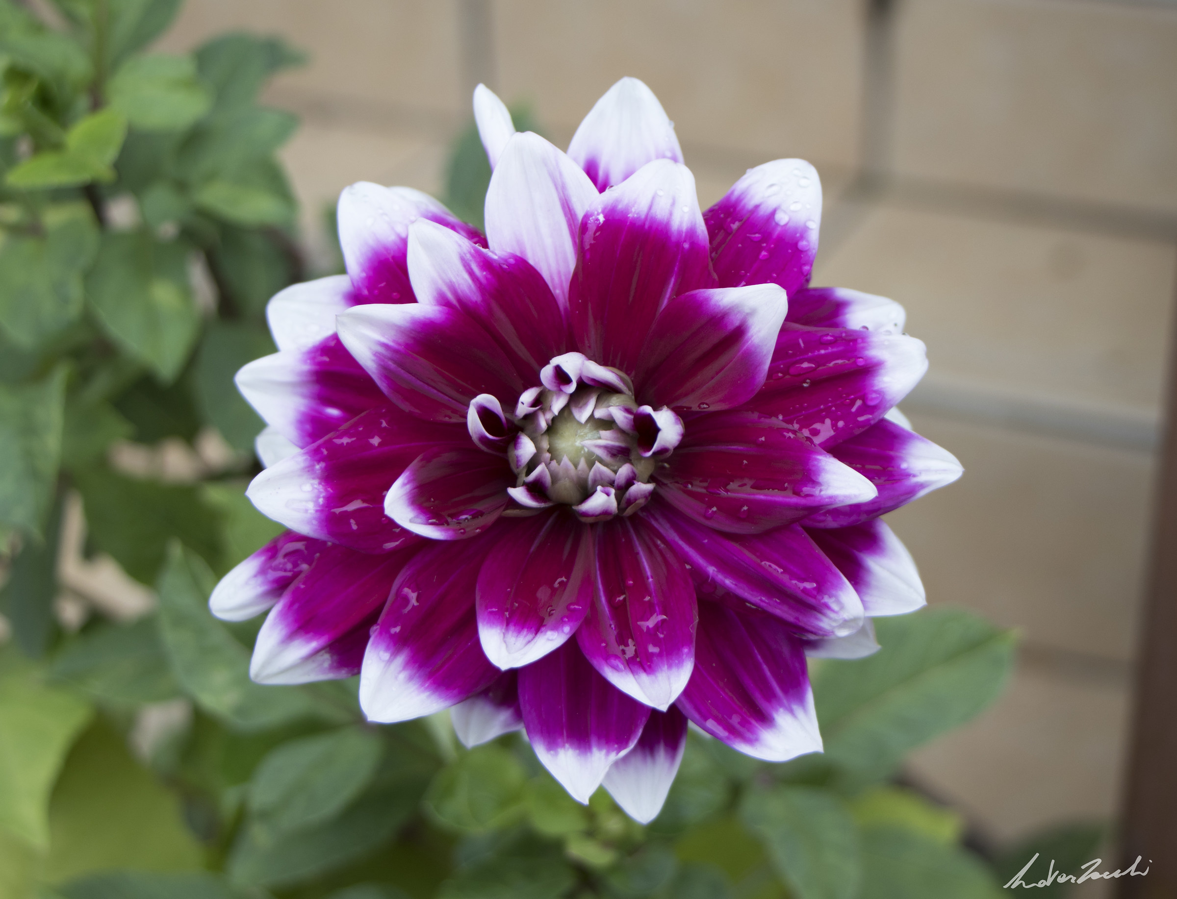 il fiore più bello in natura