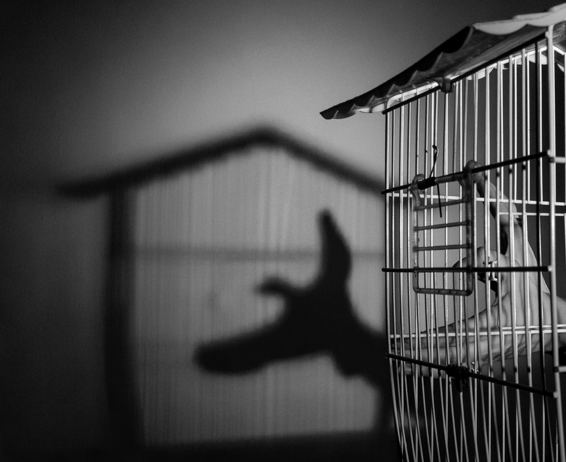 The Cage of Illusions