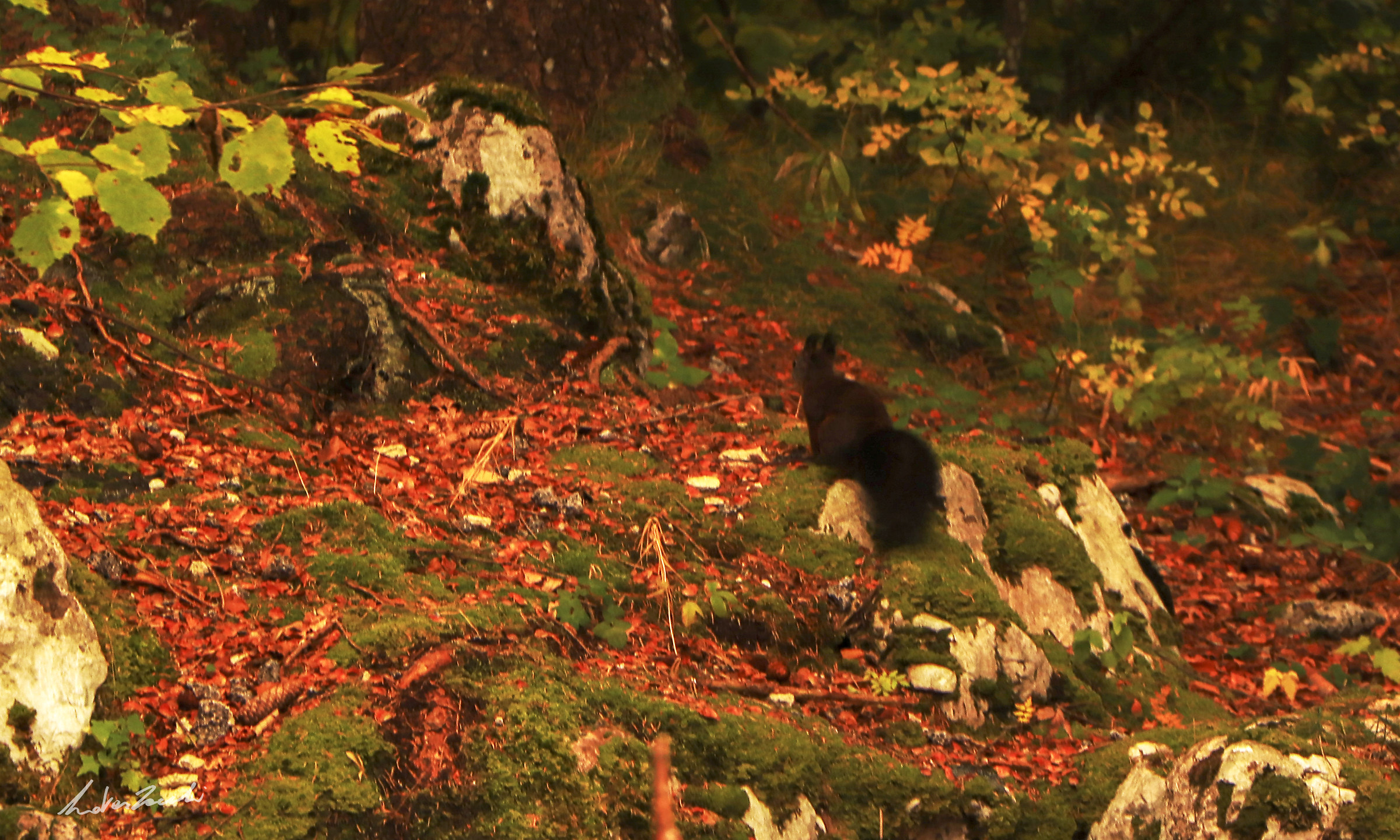 scoiattolo nero catturato per sbaglio