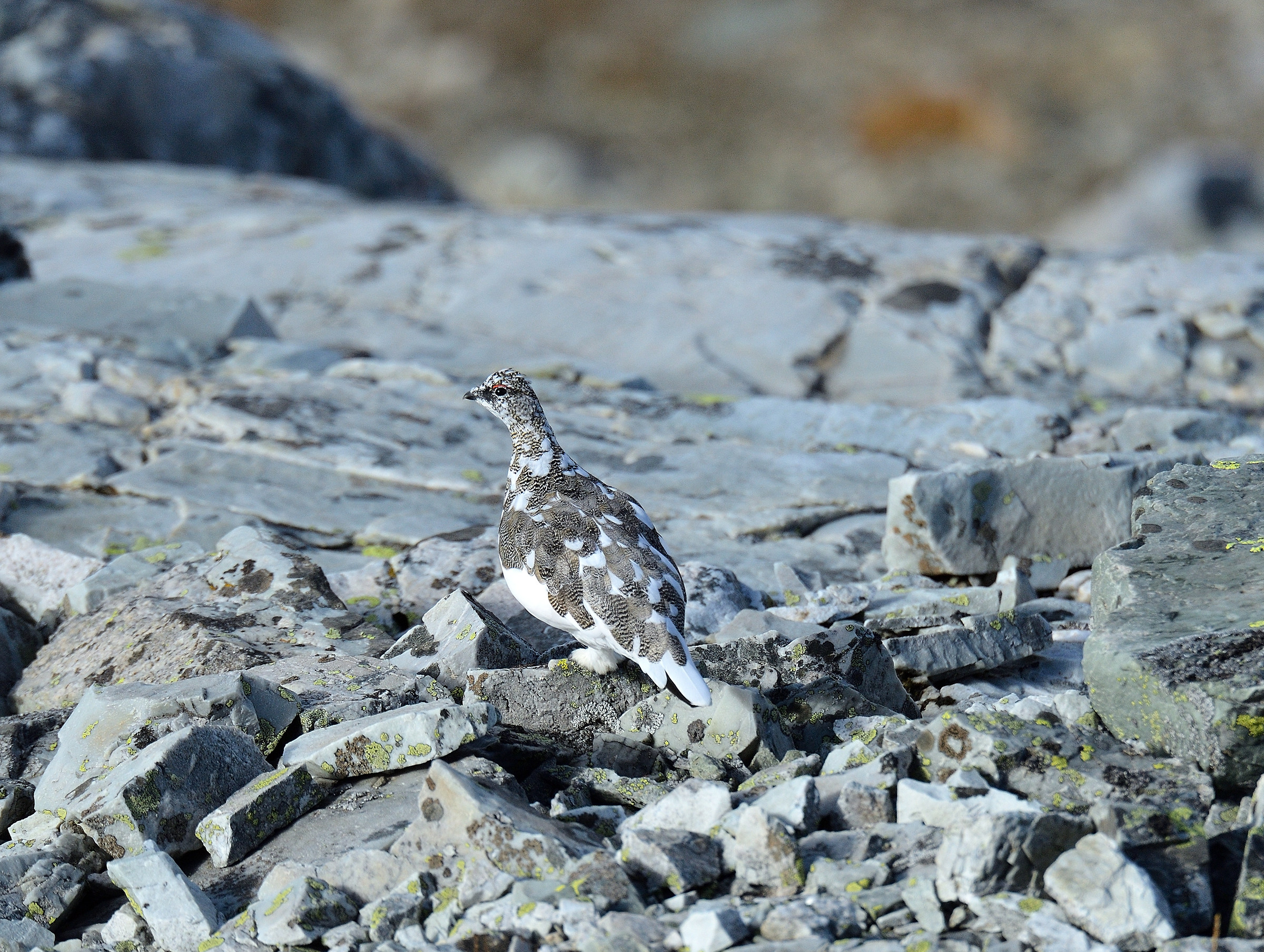 The "white partridge" wetsuit begins