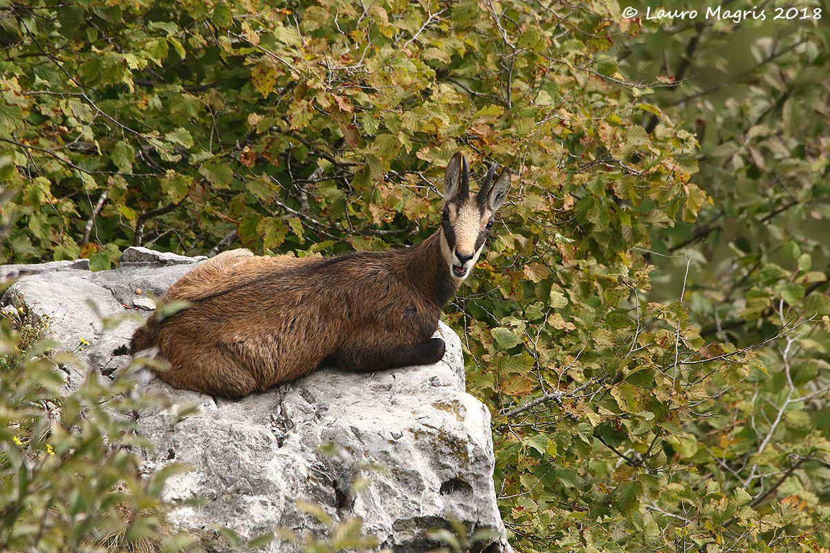 Il camoscio parlante