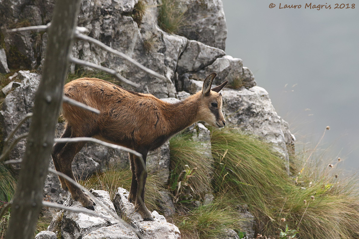 Piccolo camoscio cresce