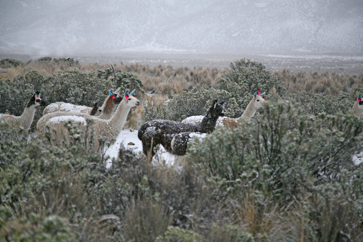 Snowfall in Bolivia