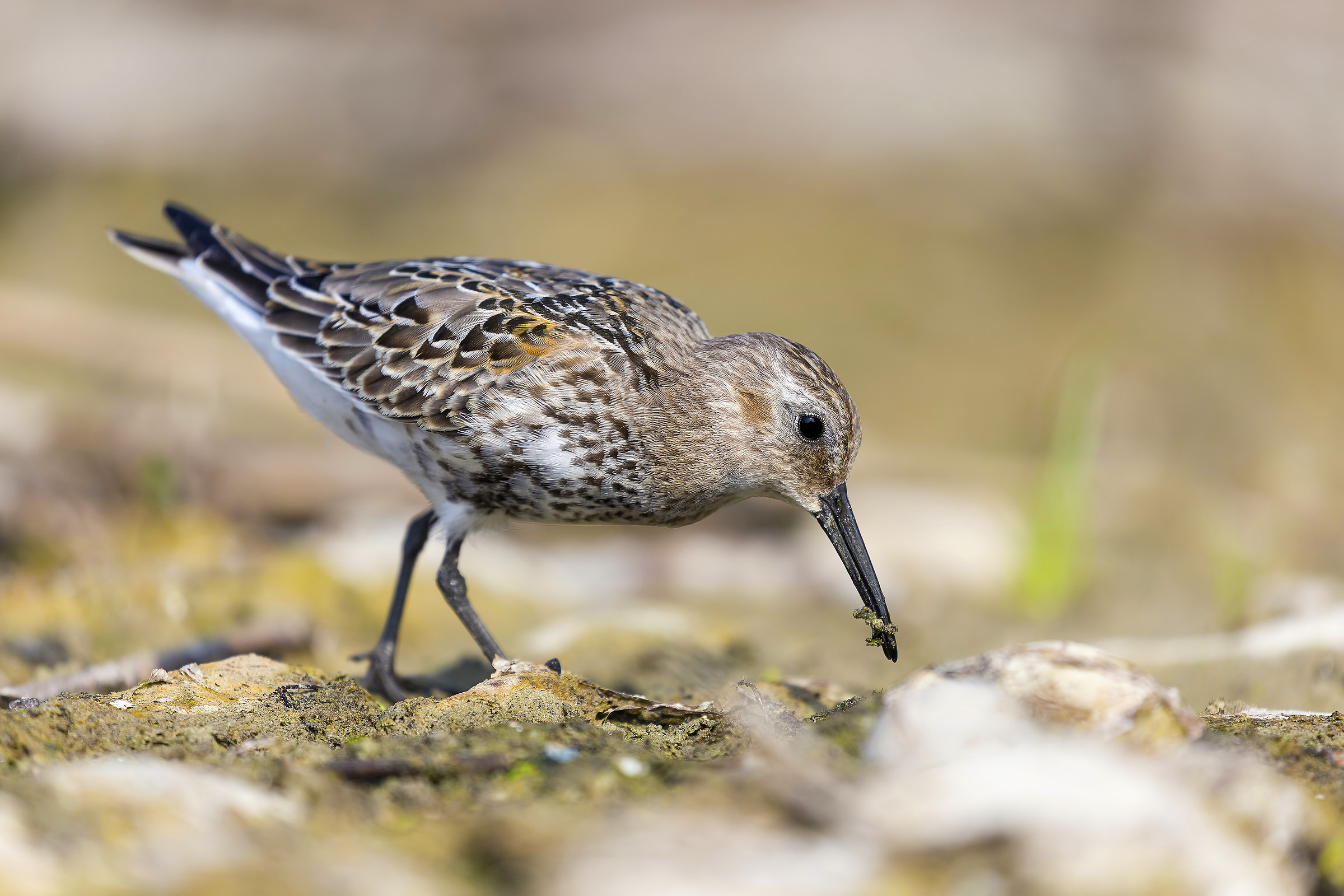 Piovanello pancianera