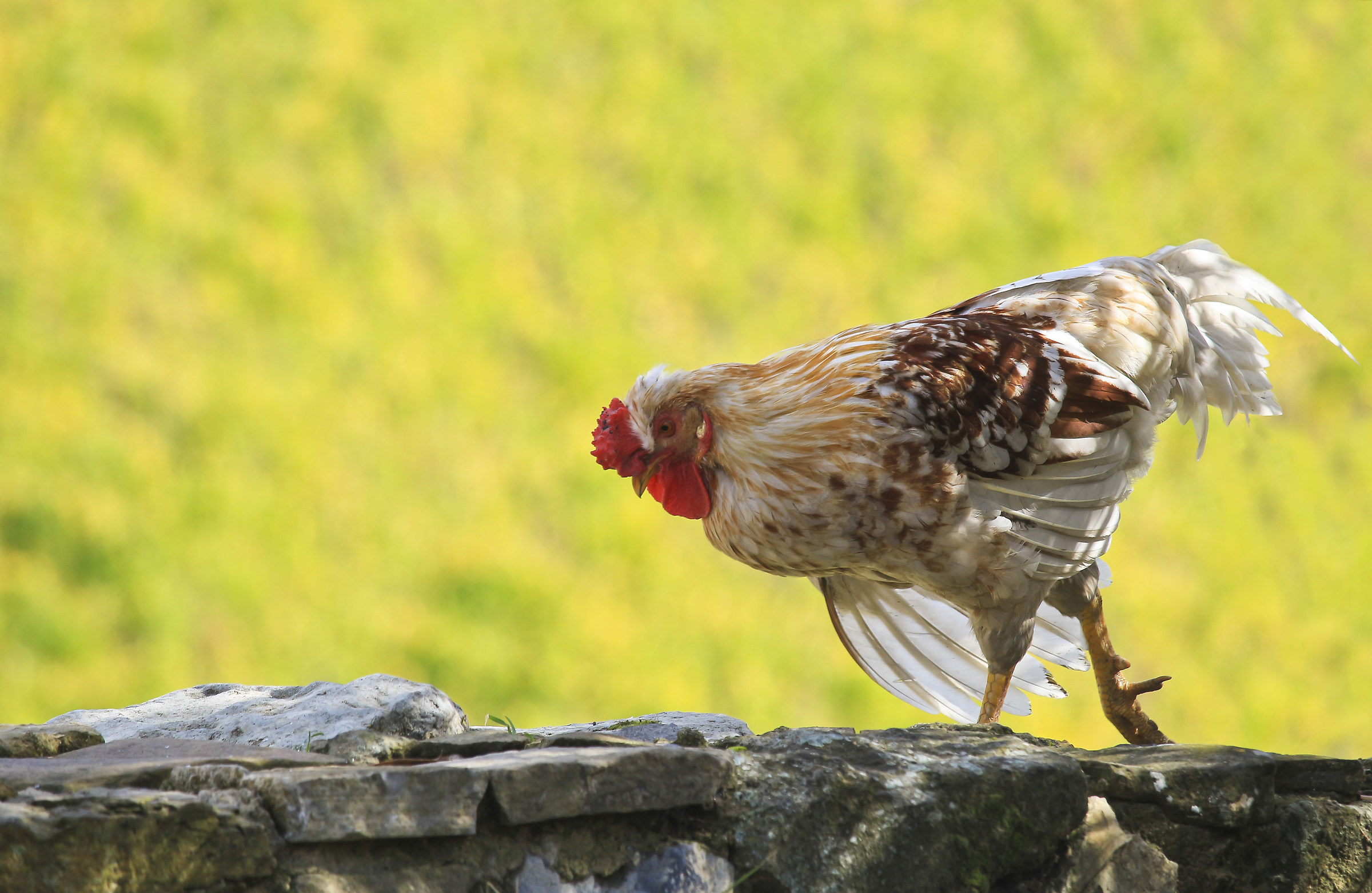 A good-mannered Rooster