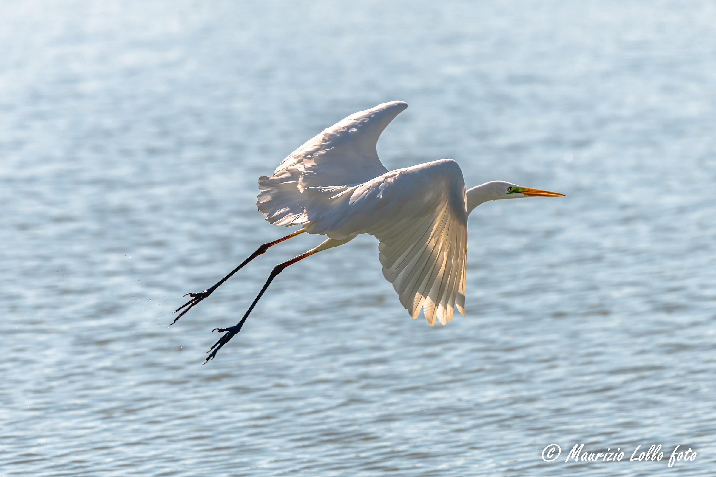 Airone bianco in decollo ...