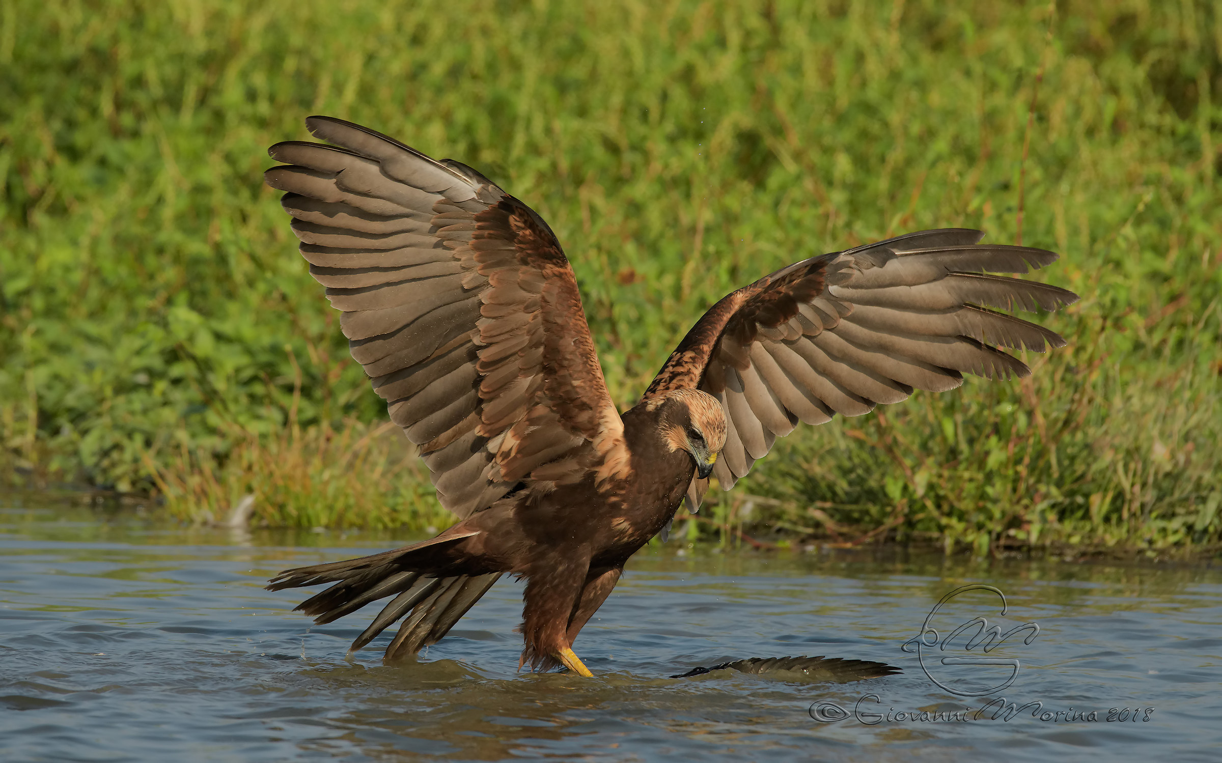 Marsh Hawk