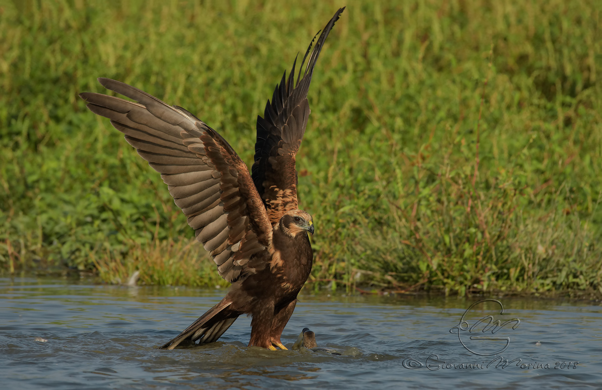 Marsh Hawk