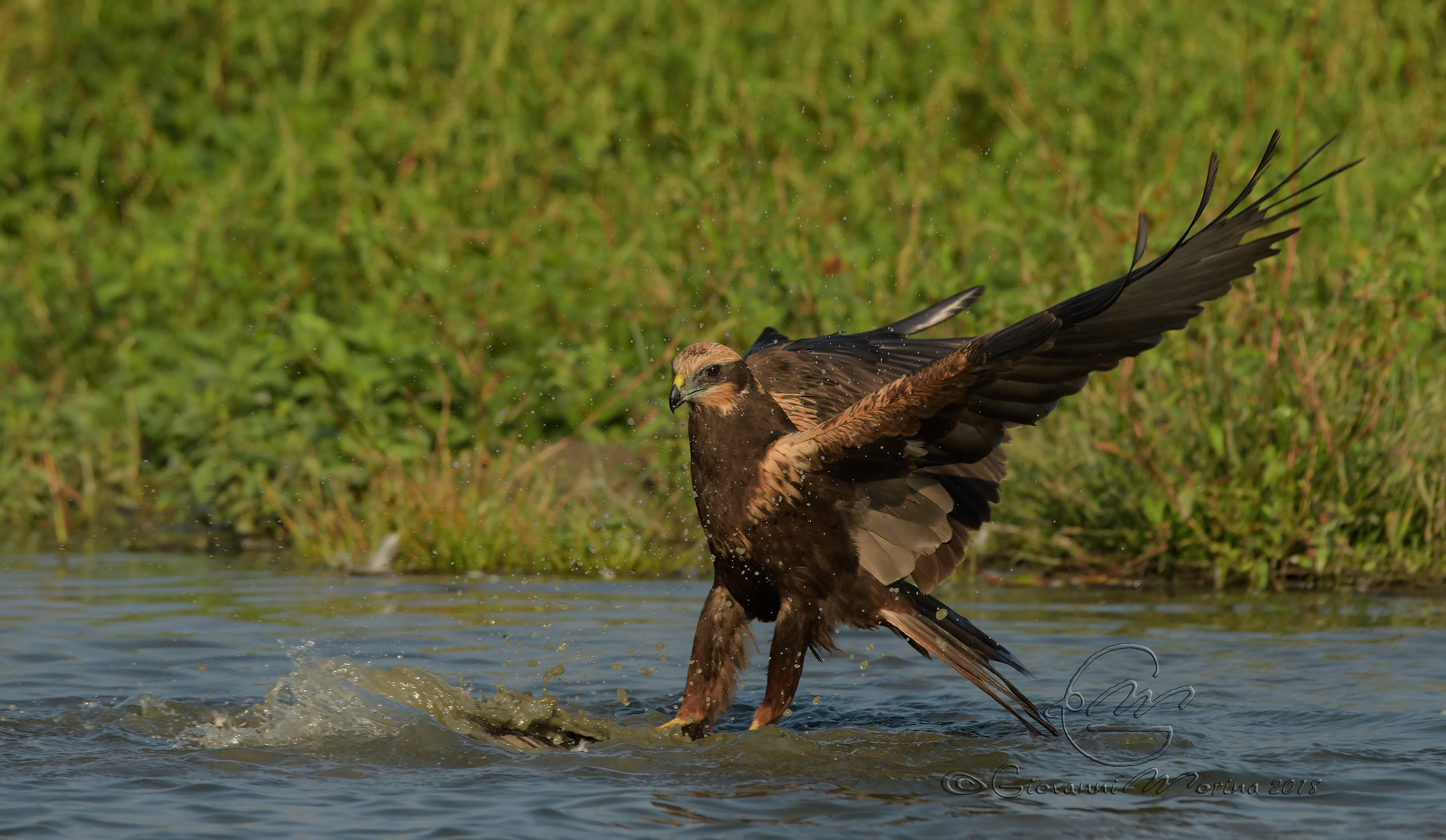 Marsh Hawk