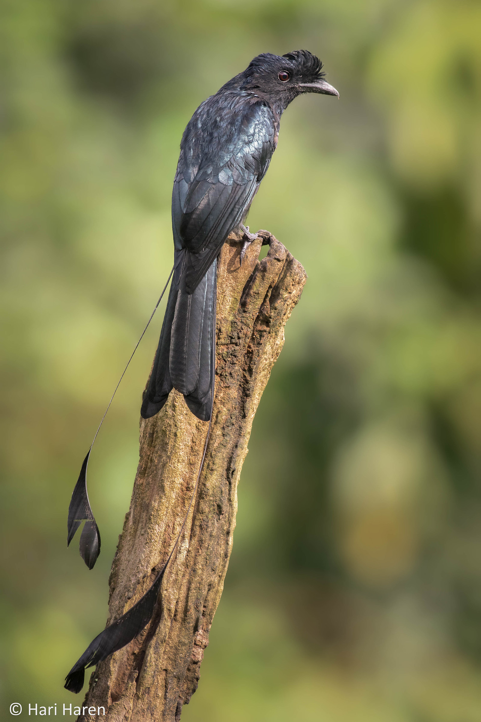 Racket tailed drongo