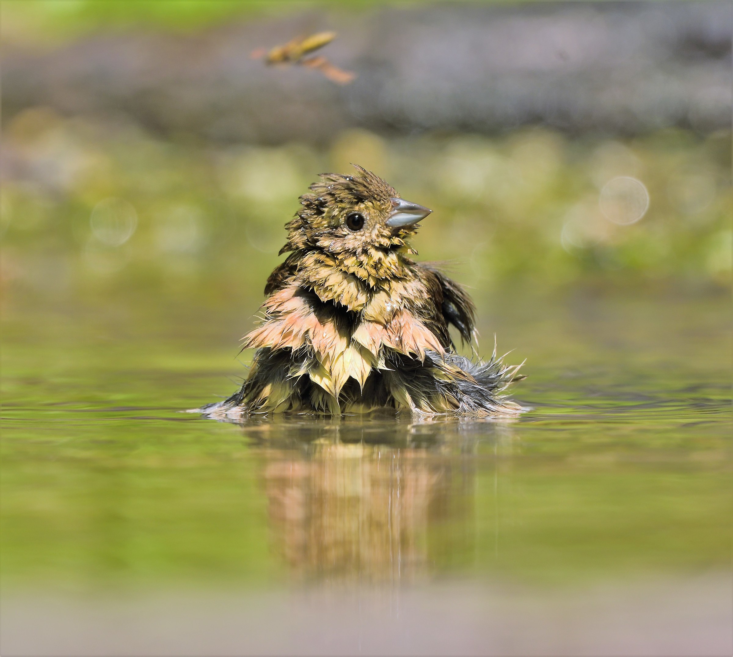 Black Yellowhammer