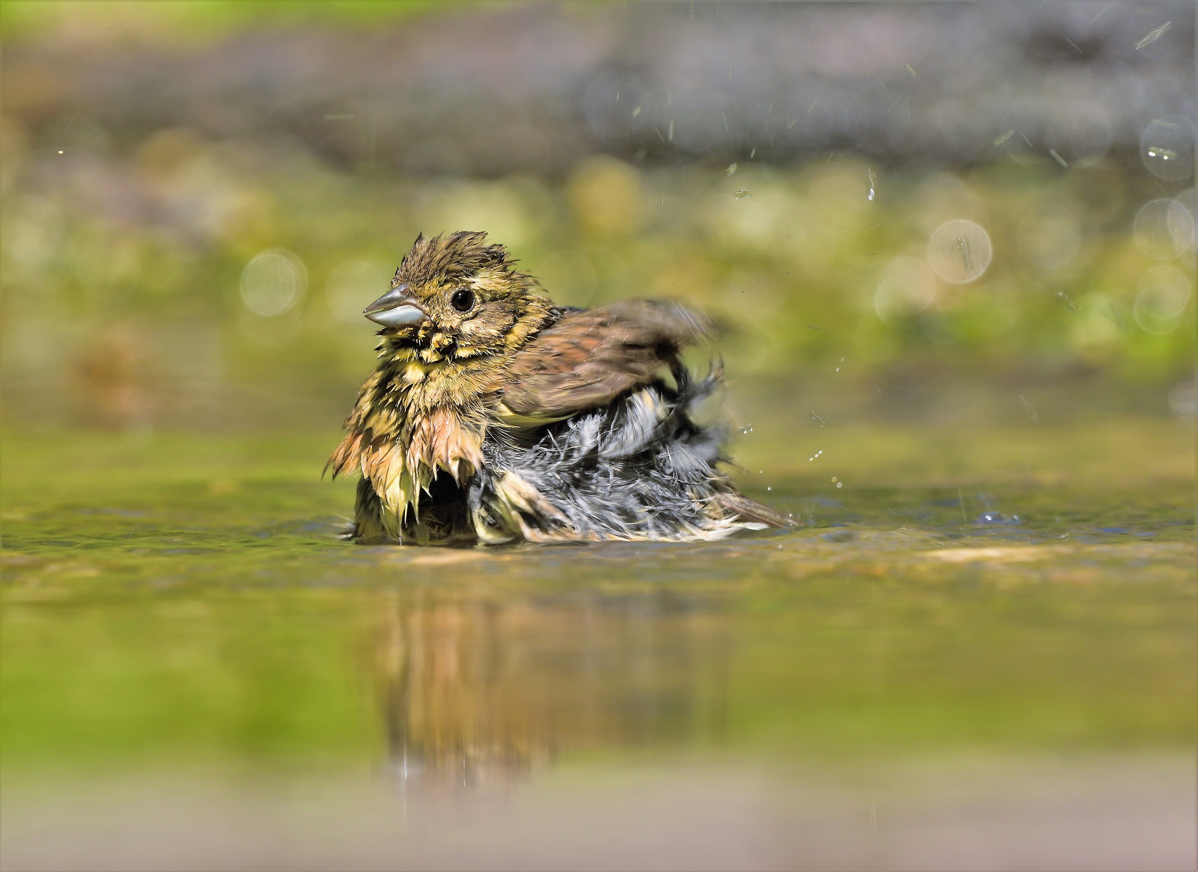 Black Yellowhammer