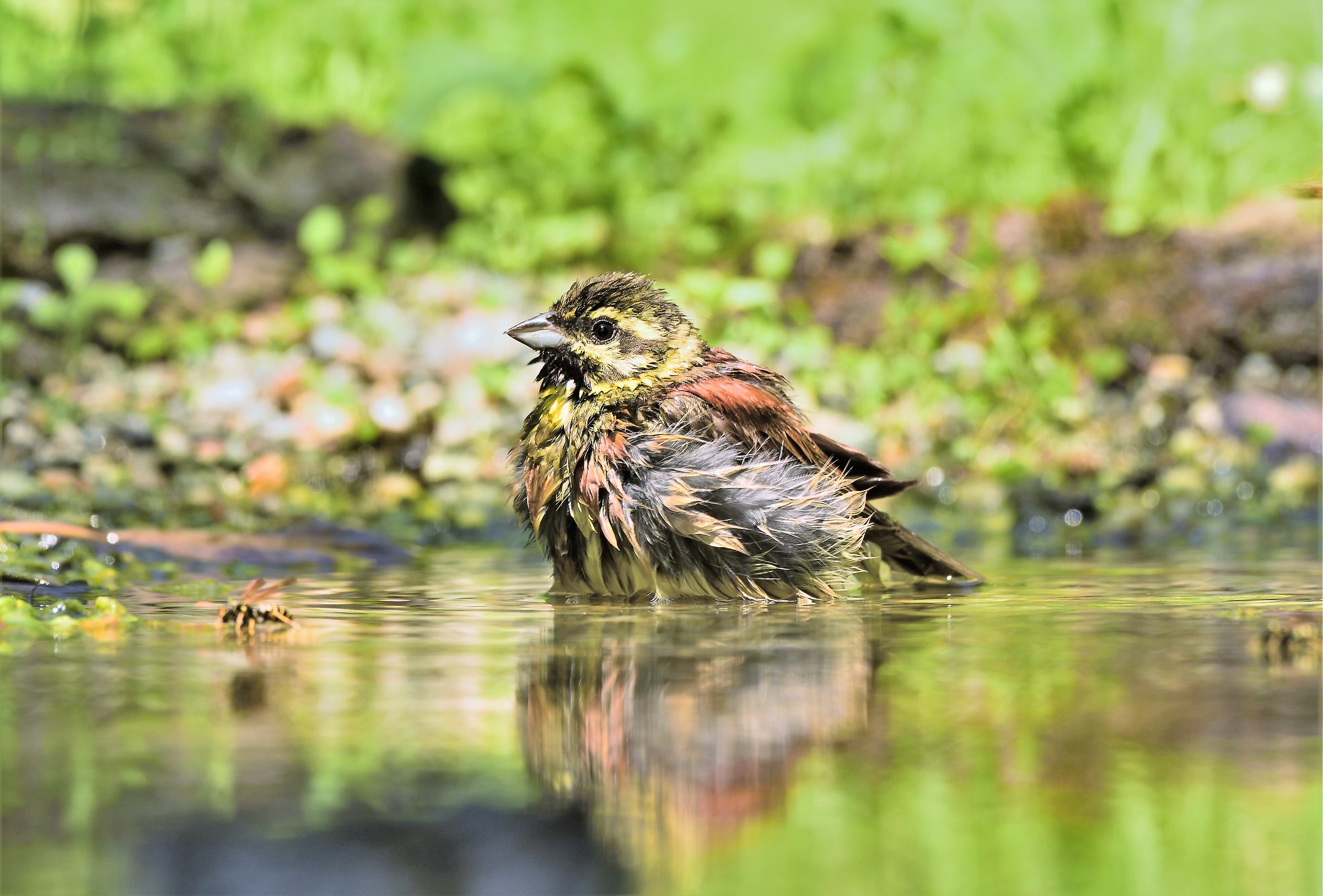 Black Yellowhammer