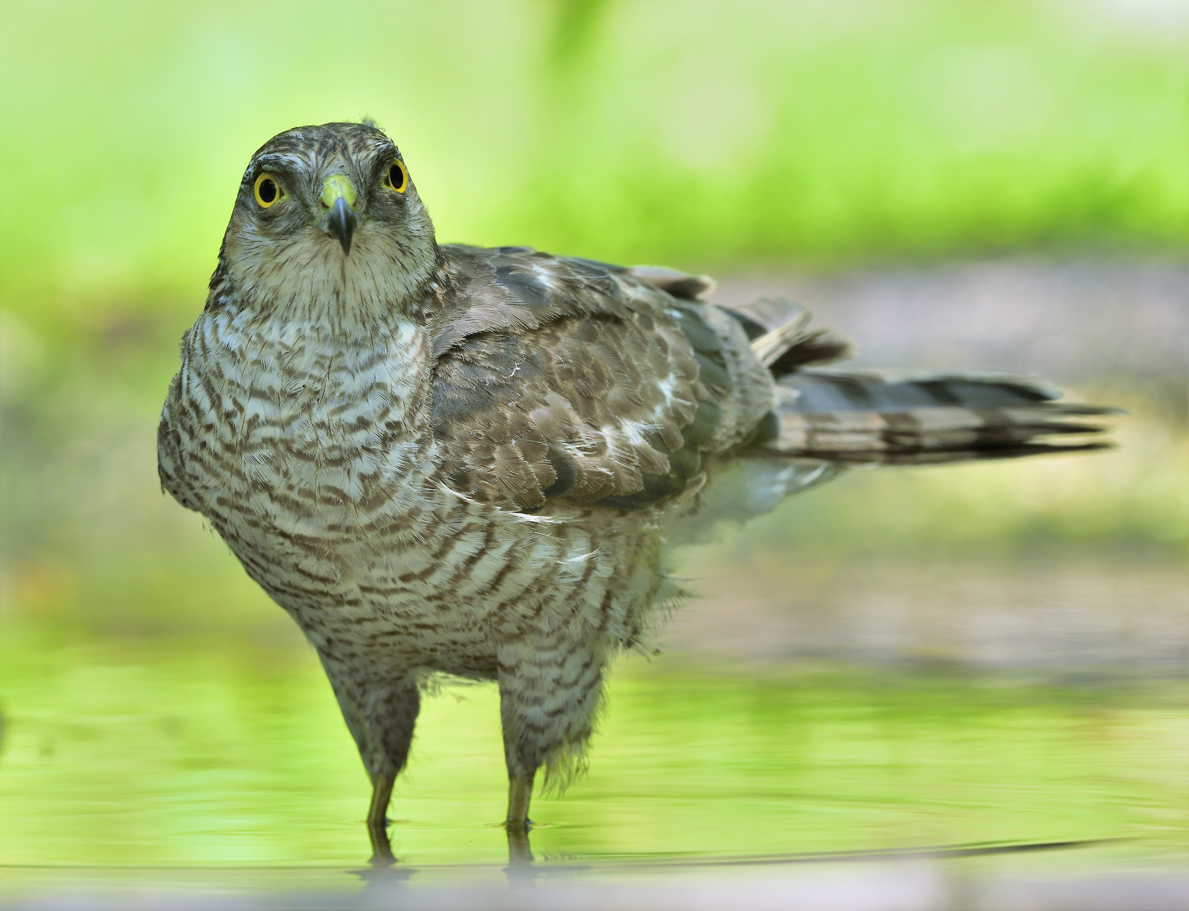 Young Sparrowhawk