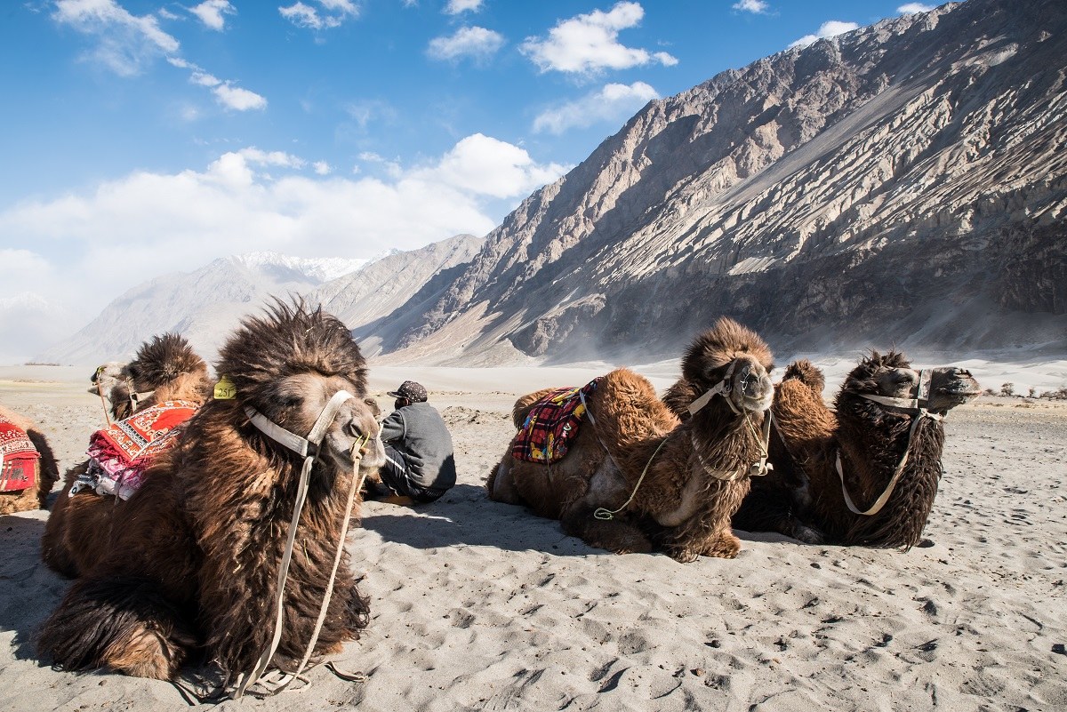 Bactrian camels