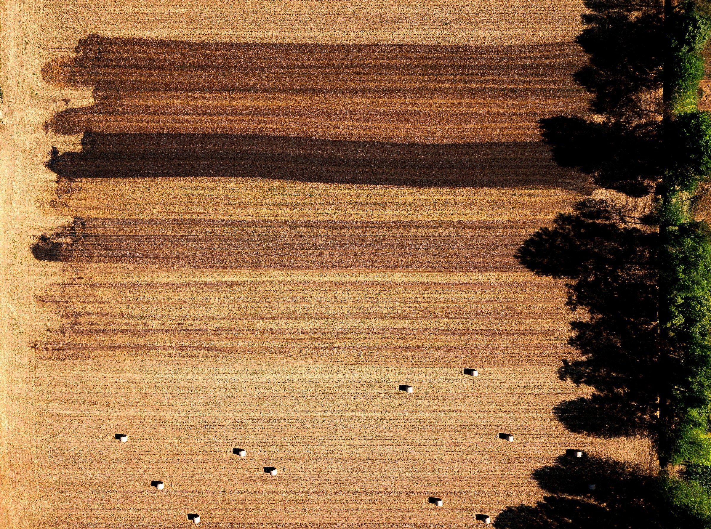 pennellate di "letame"