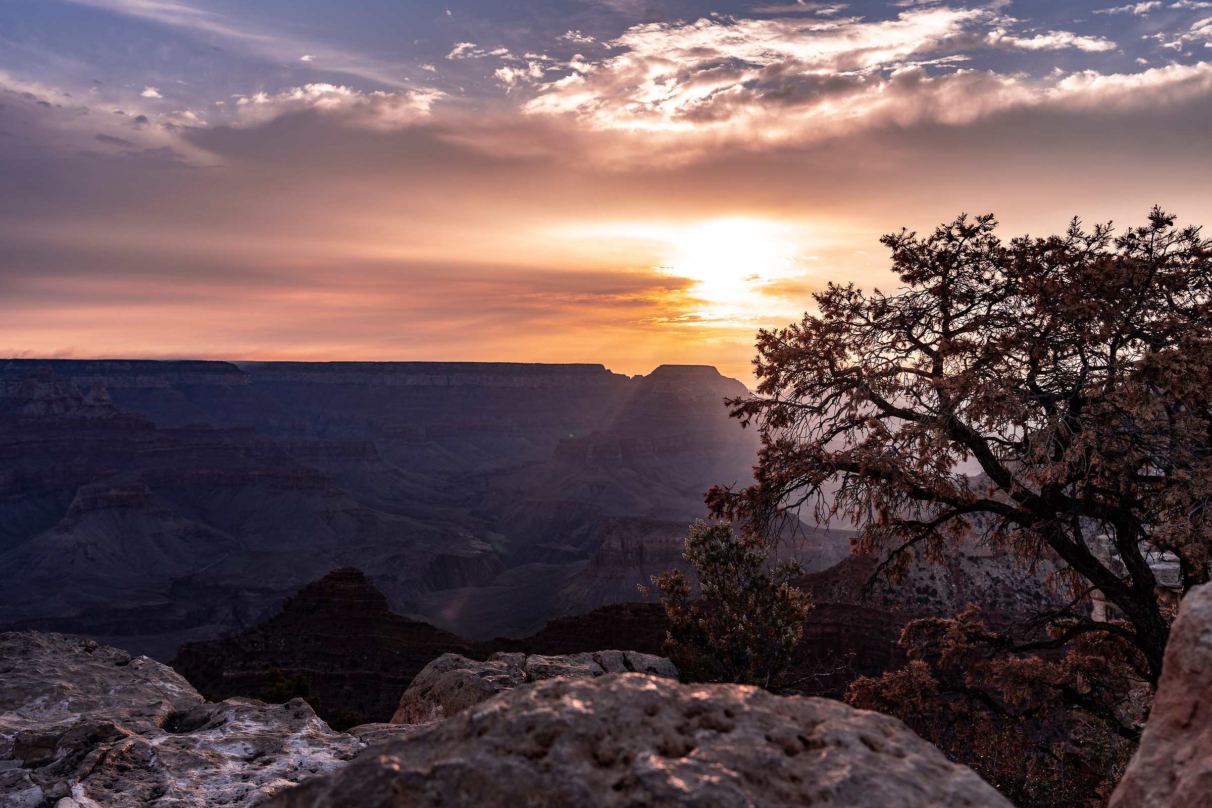 Albero sul Grand Canyon